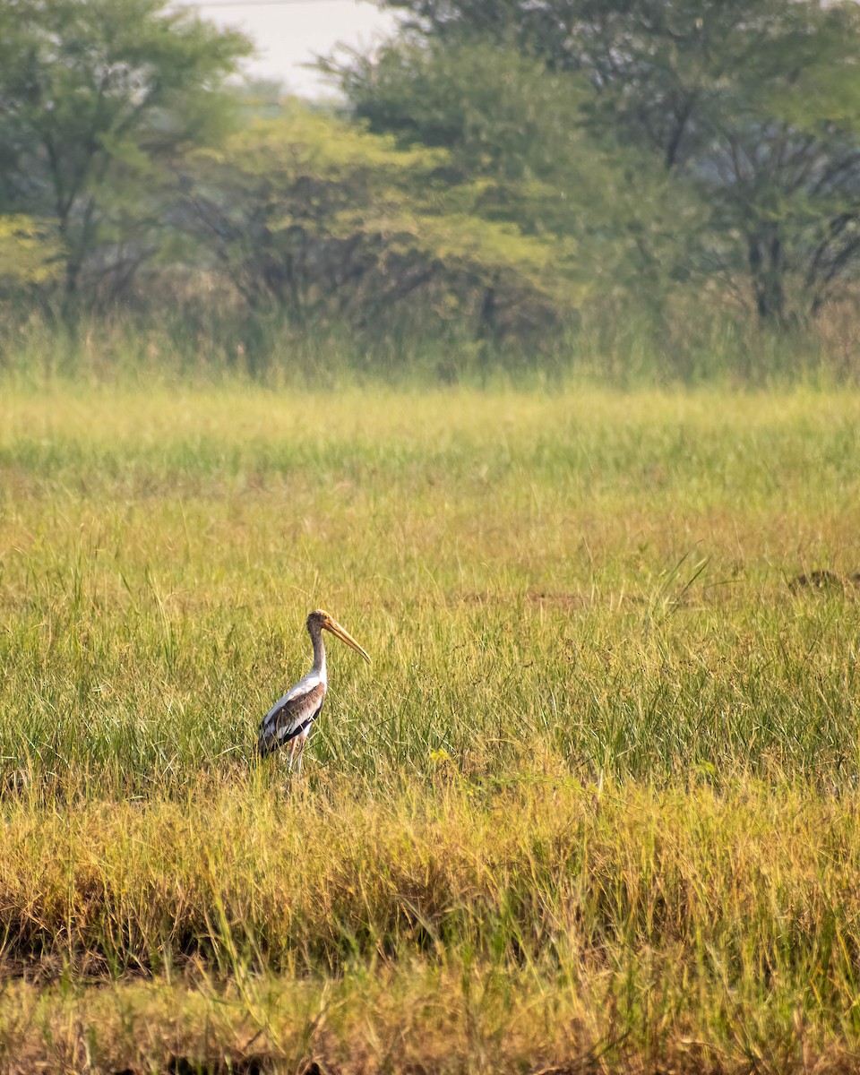 Painted Stork - ML279107041