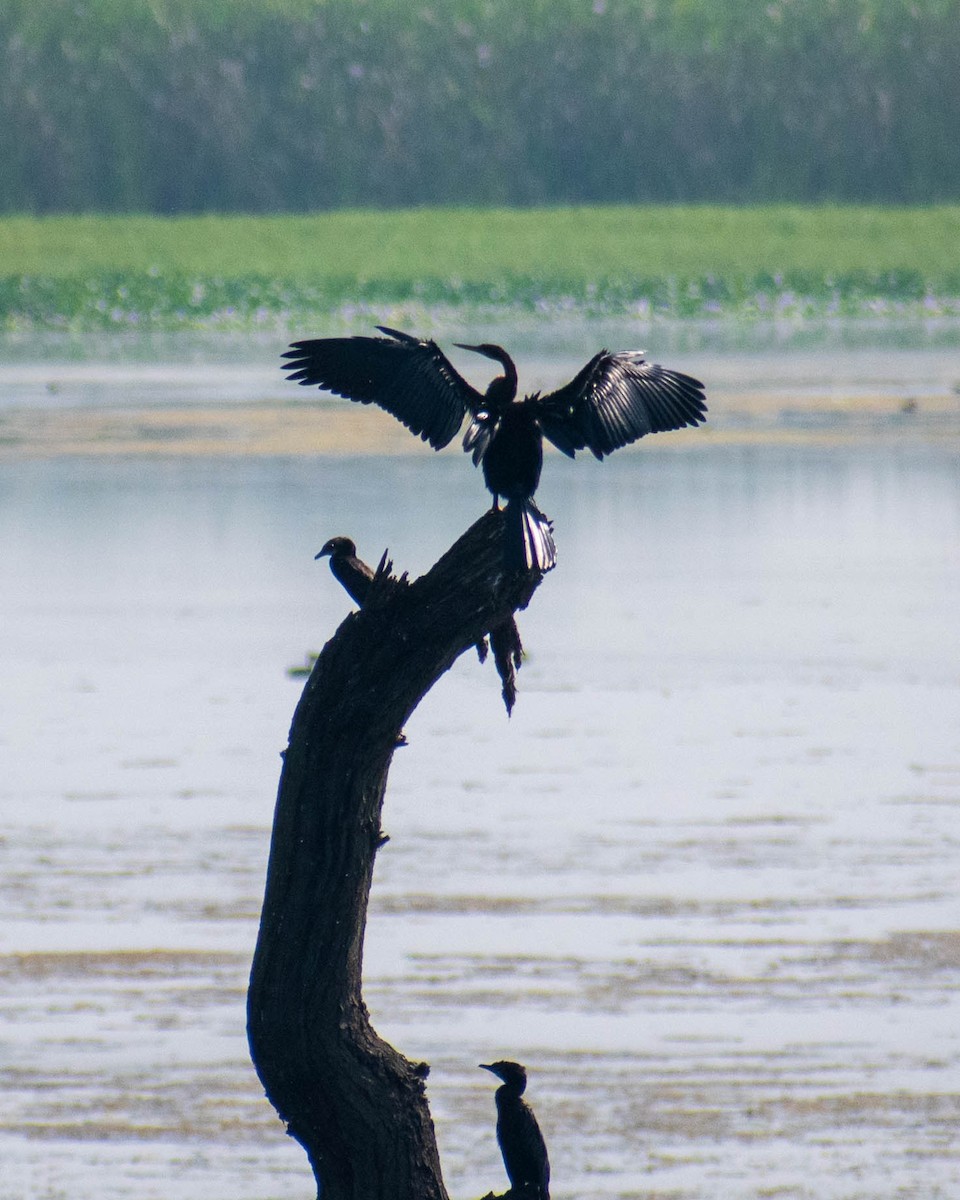 Oriental Darter - ML279107051