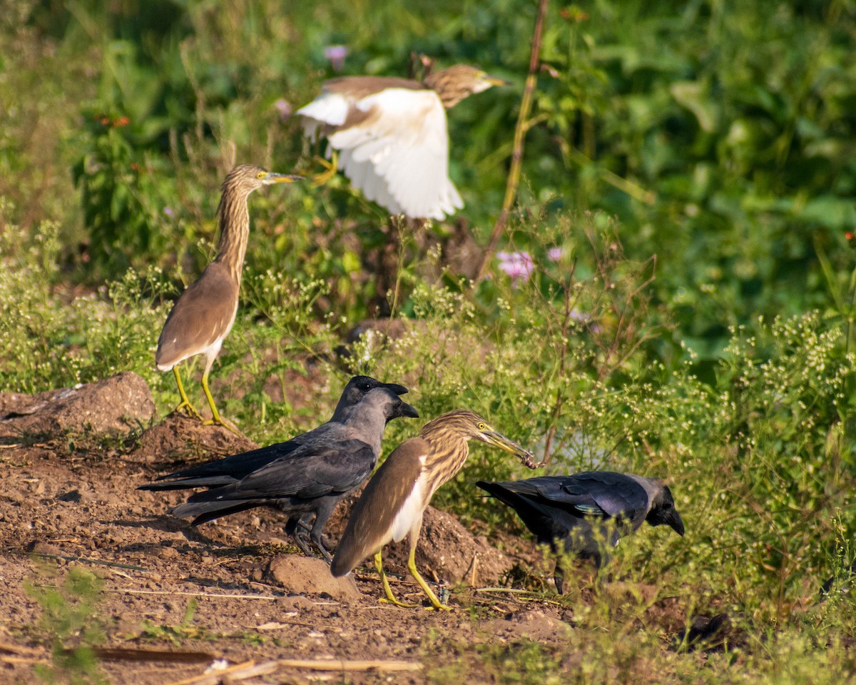 Indian Pond-Heron - ML279107091