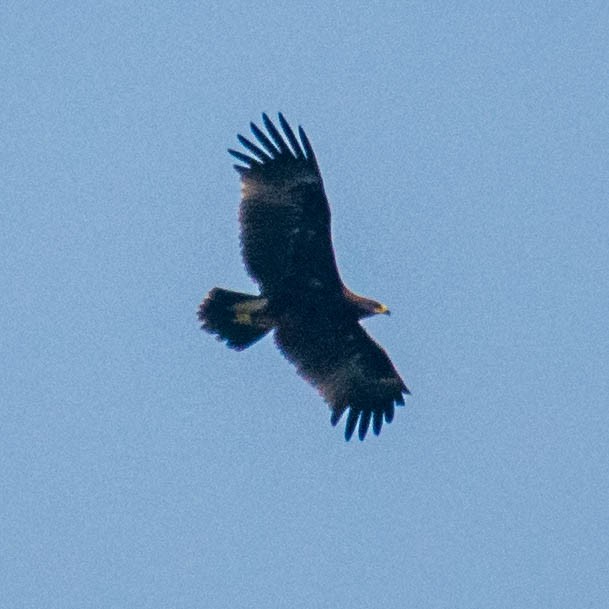 Greater Spotted Eagle - ML279107141