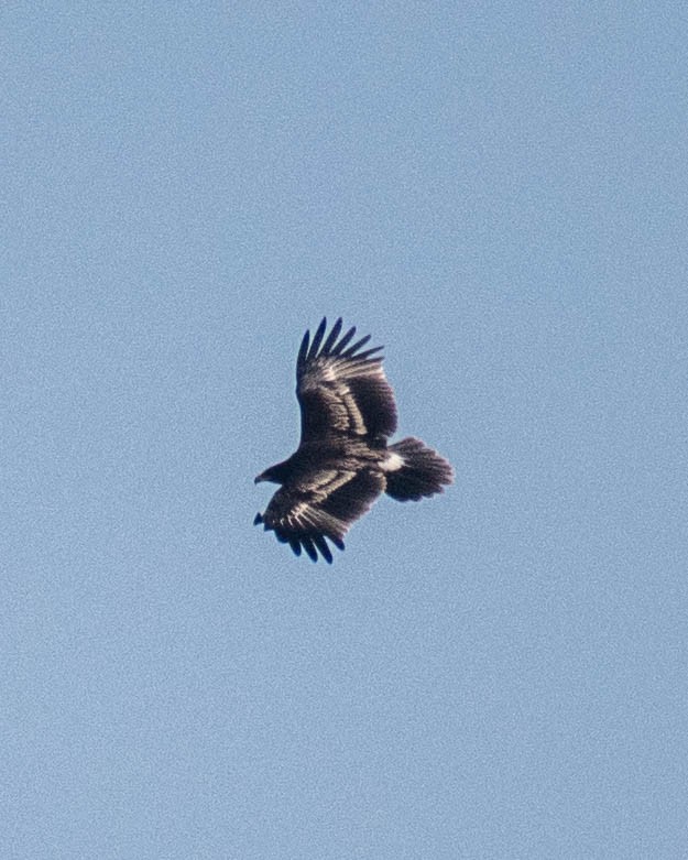 Greater Spotted Eagle - ML279107161