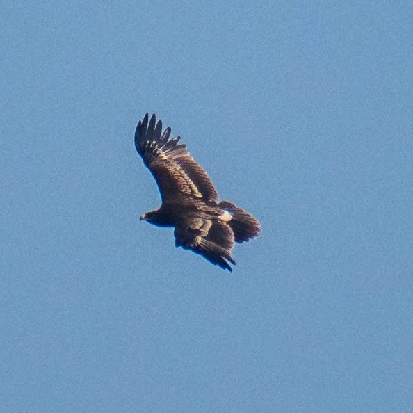 Greater Spotted Eagle - ML279107171