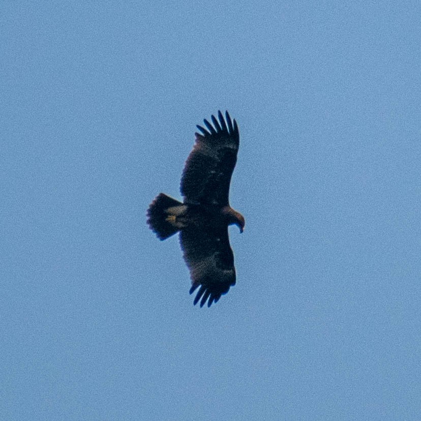 Greater Spotted Eagle - ML279107181