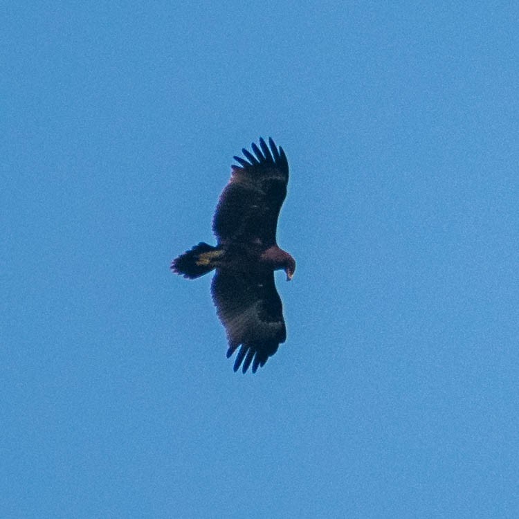 Greater Spotted Eagle - ML279107191