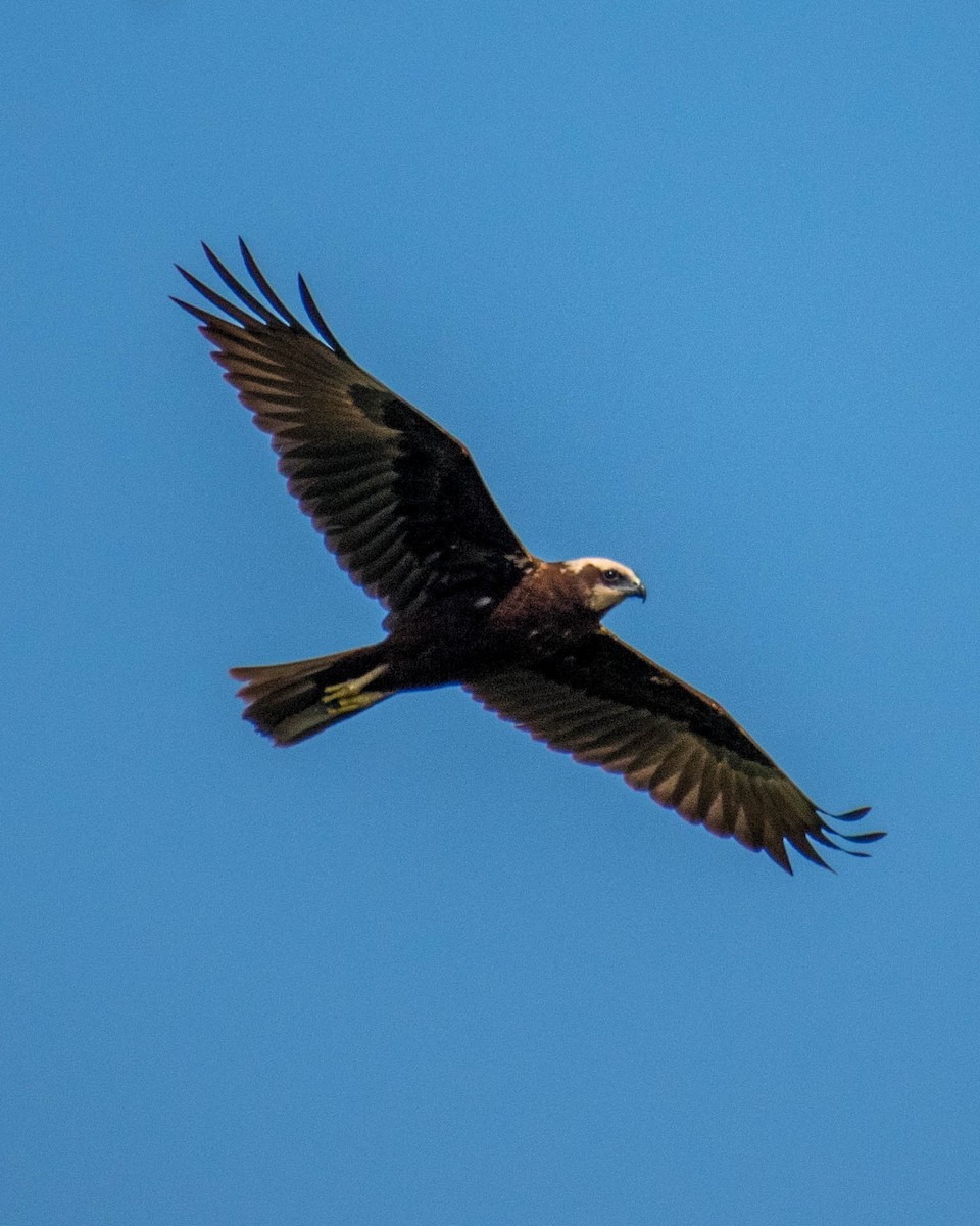 Western Marsh Harrier - ML279107331