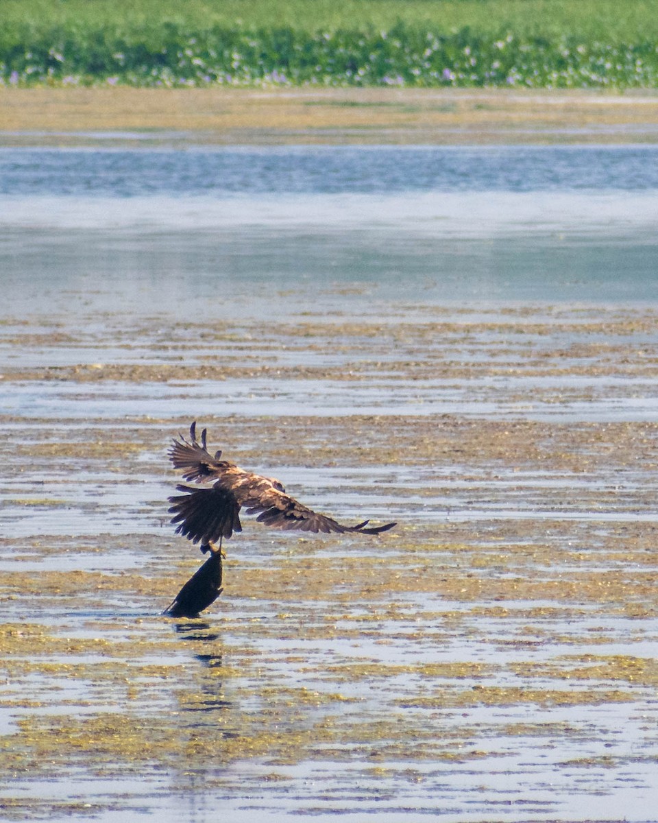 Western Marsh Harrier - ML279107351