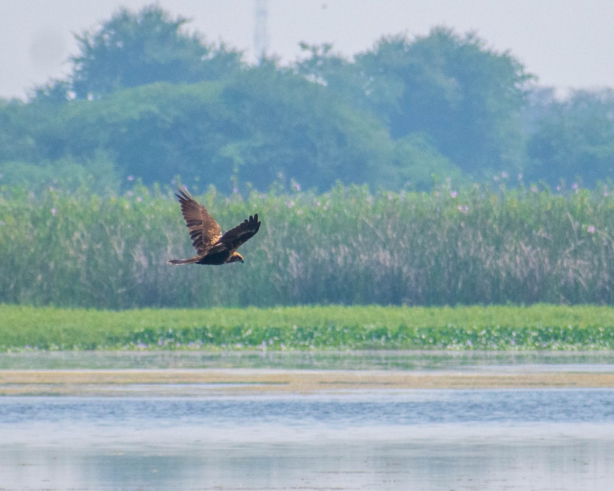 Western Marsh Harrier - ML279107361