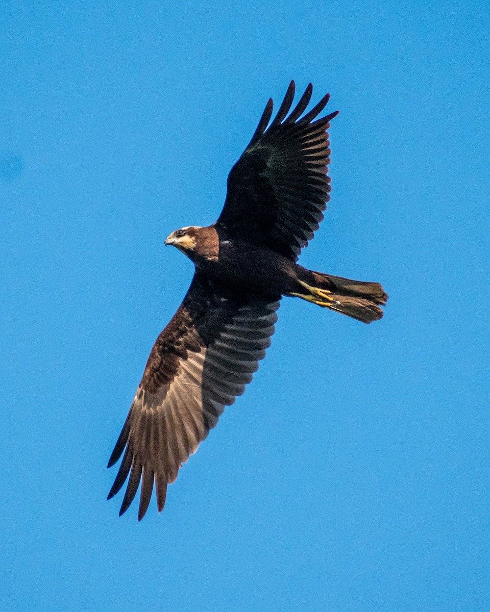 Western Marsh Harrier - ML279107391