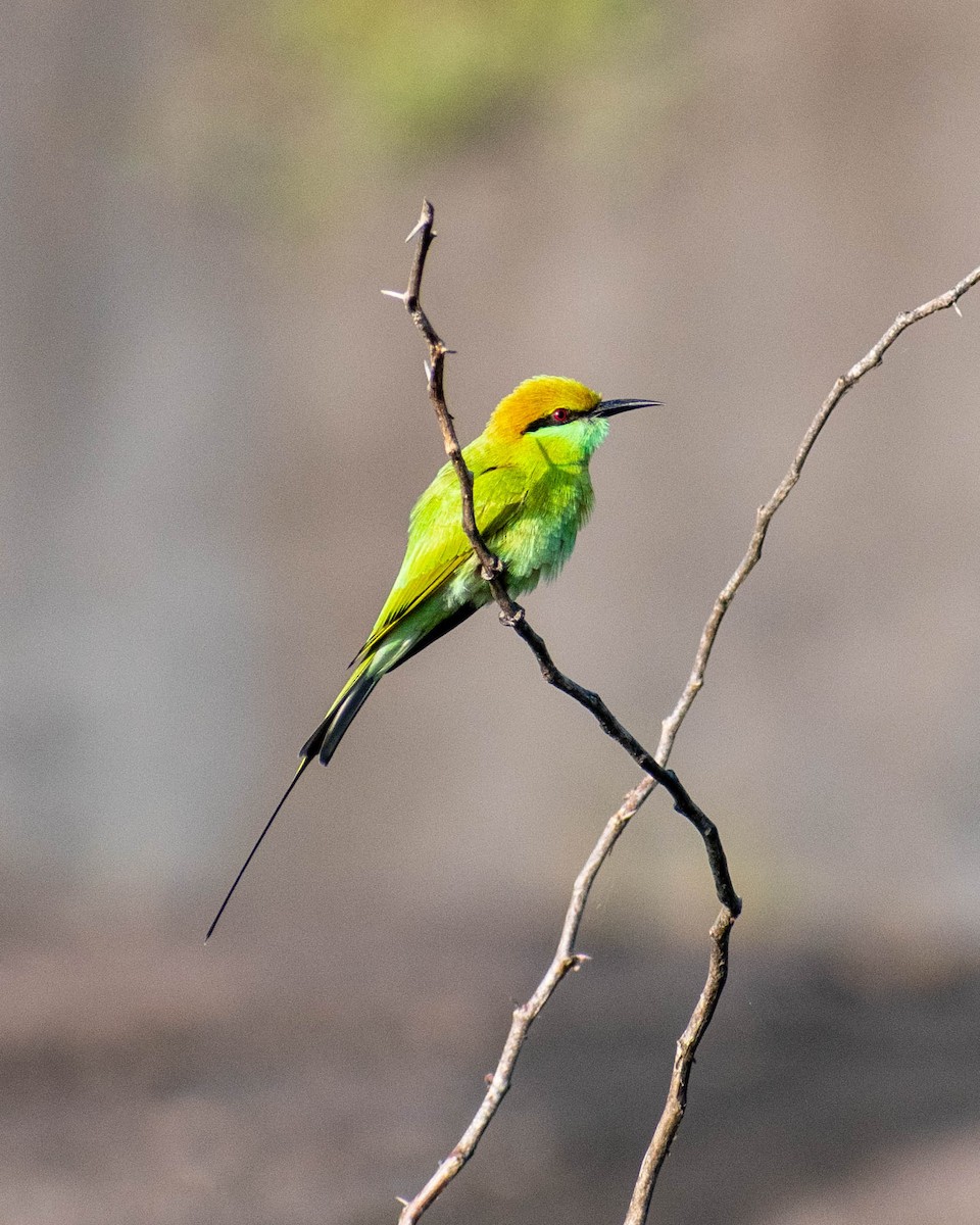 Asian Green Bee-eater - ML279107431