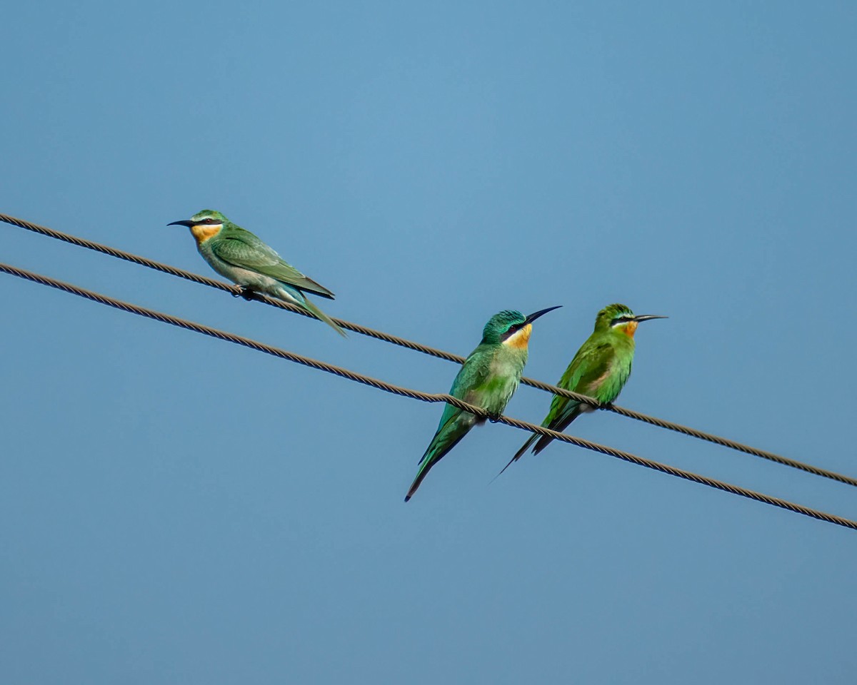 Blue-cheeked Bee-eater - ML279107441