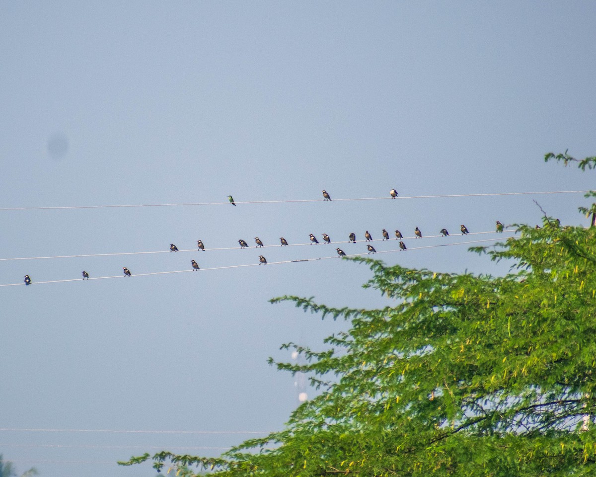 Indian Pied Starling - ML279107591