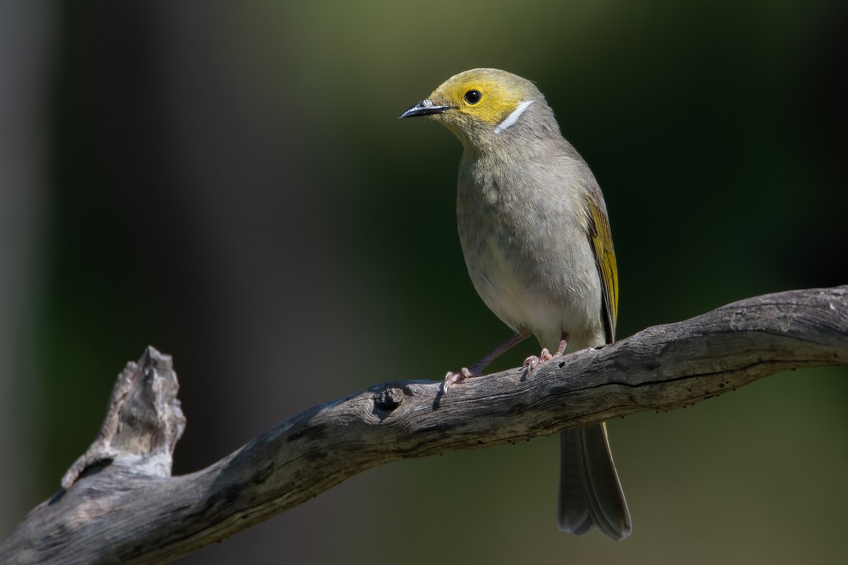 White-plumed Honeyeater - ML279109251