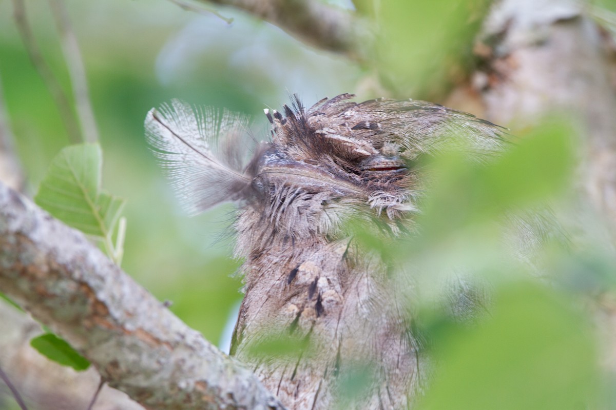 Tawny Frogmouth - Thomas McPherson