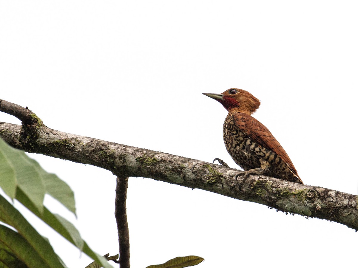 Cinnamon Woodpecker - ML279110211