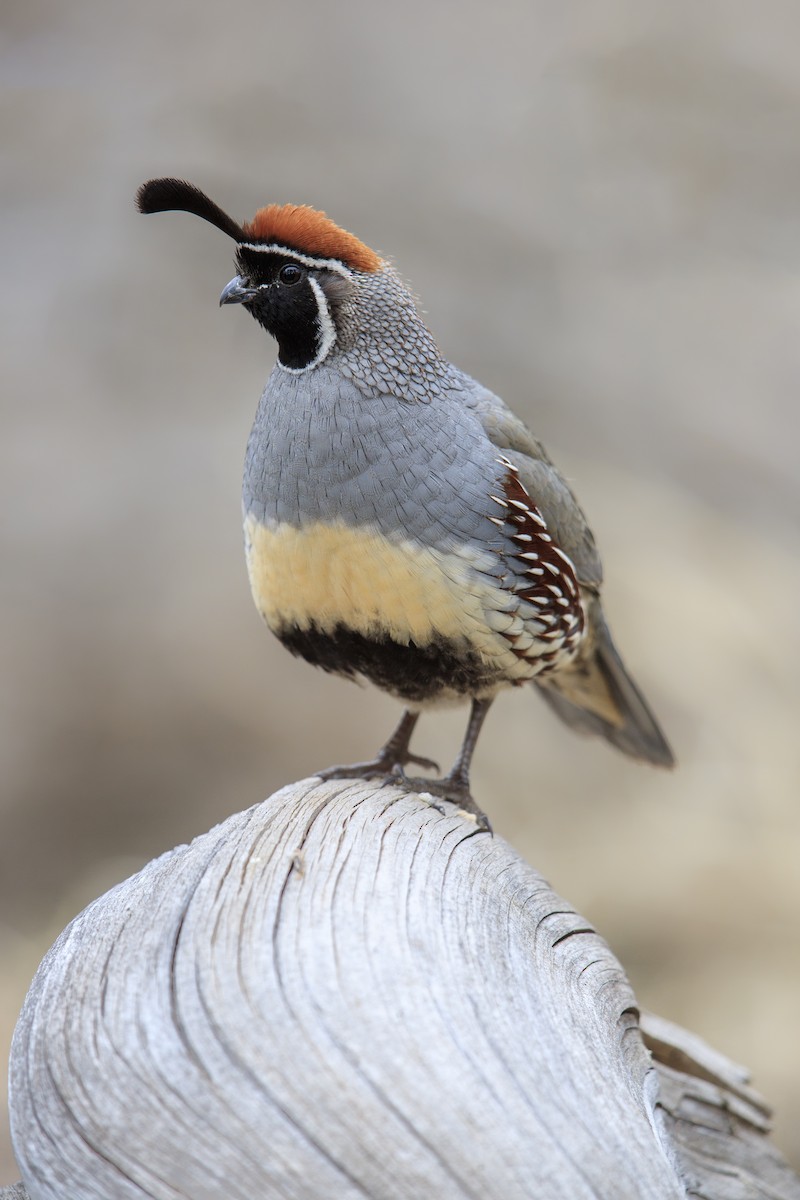 Gambel's Quail - ML279110311