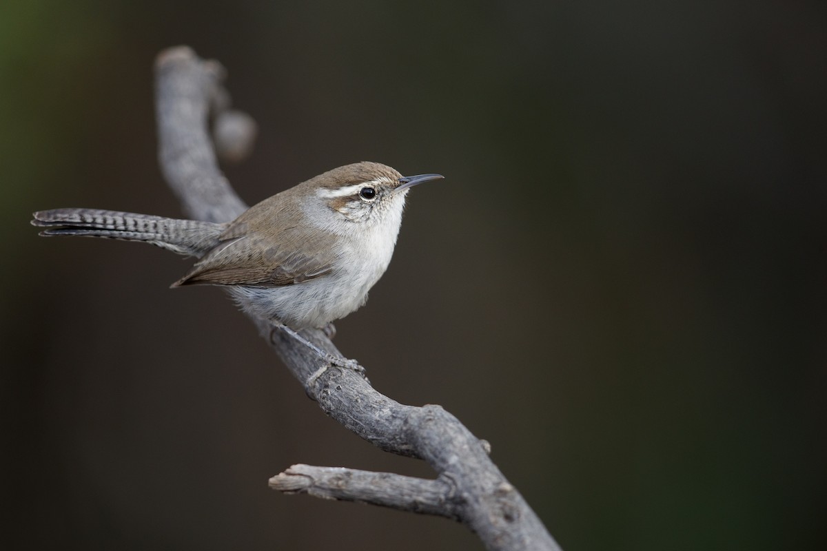 Bewick's Wren - ML279110371