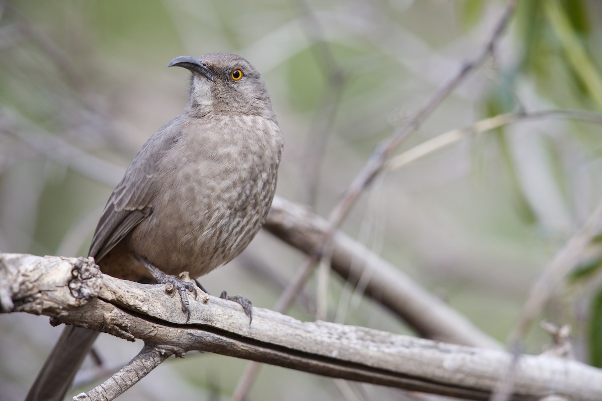 Curve-billed Thrasher (palmeri Group) - ML279110481