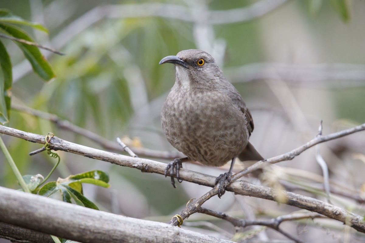 Curve-billed Thrasher (palmeri Group) - ML279110501