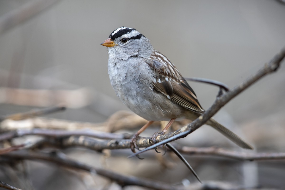 White-crowned Sparrow (Gambel's) - Michael Stubblefield