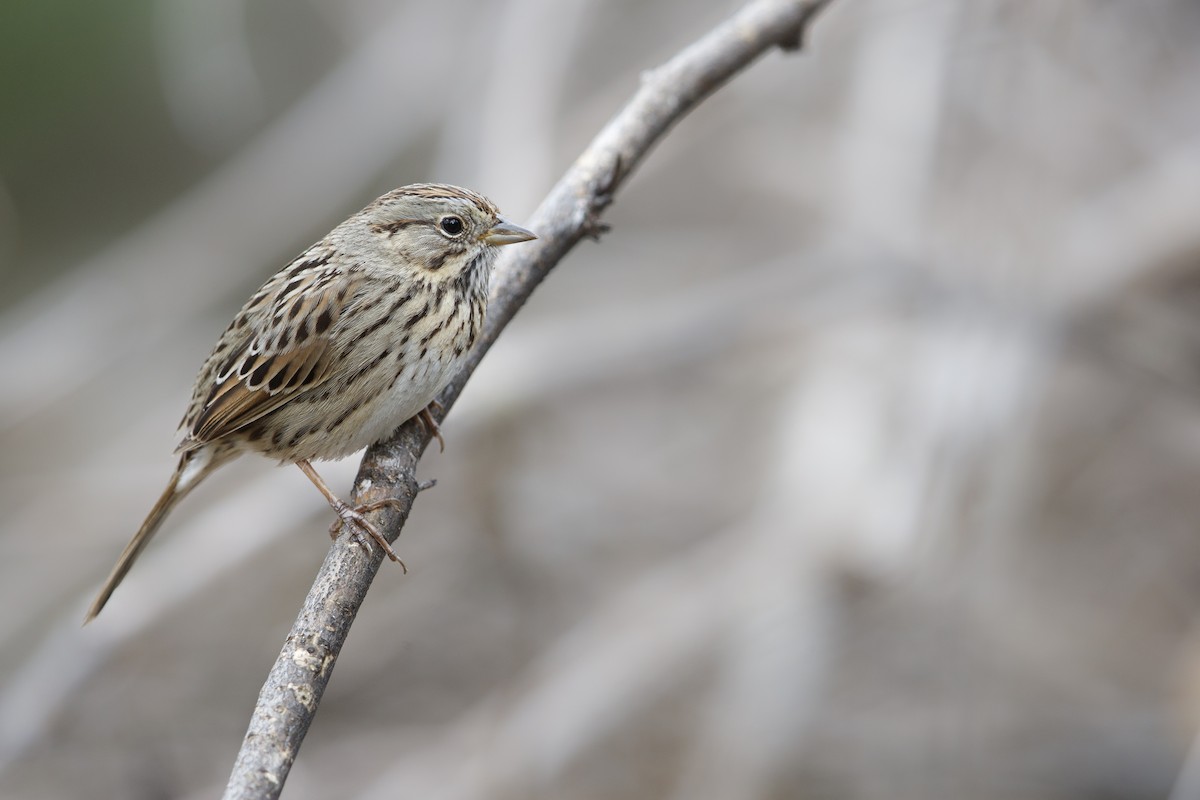 Lincoln's Sparrow - ML279110641