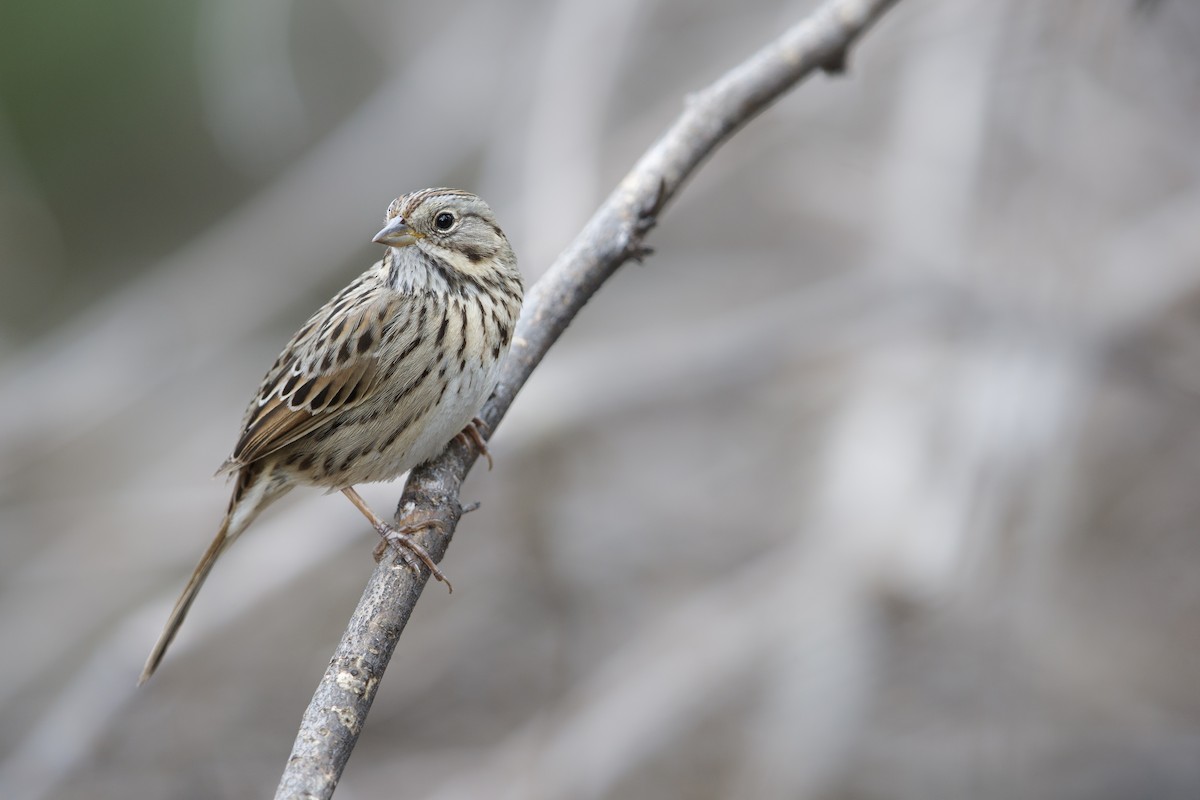 Lincoln's Sparrow - Michael Stubblefield