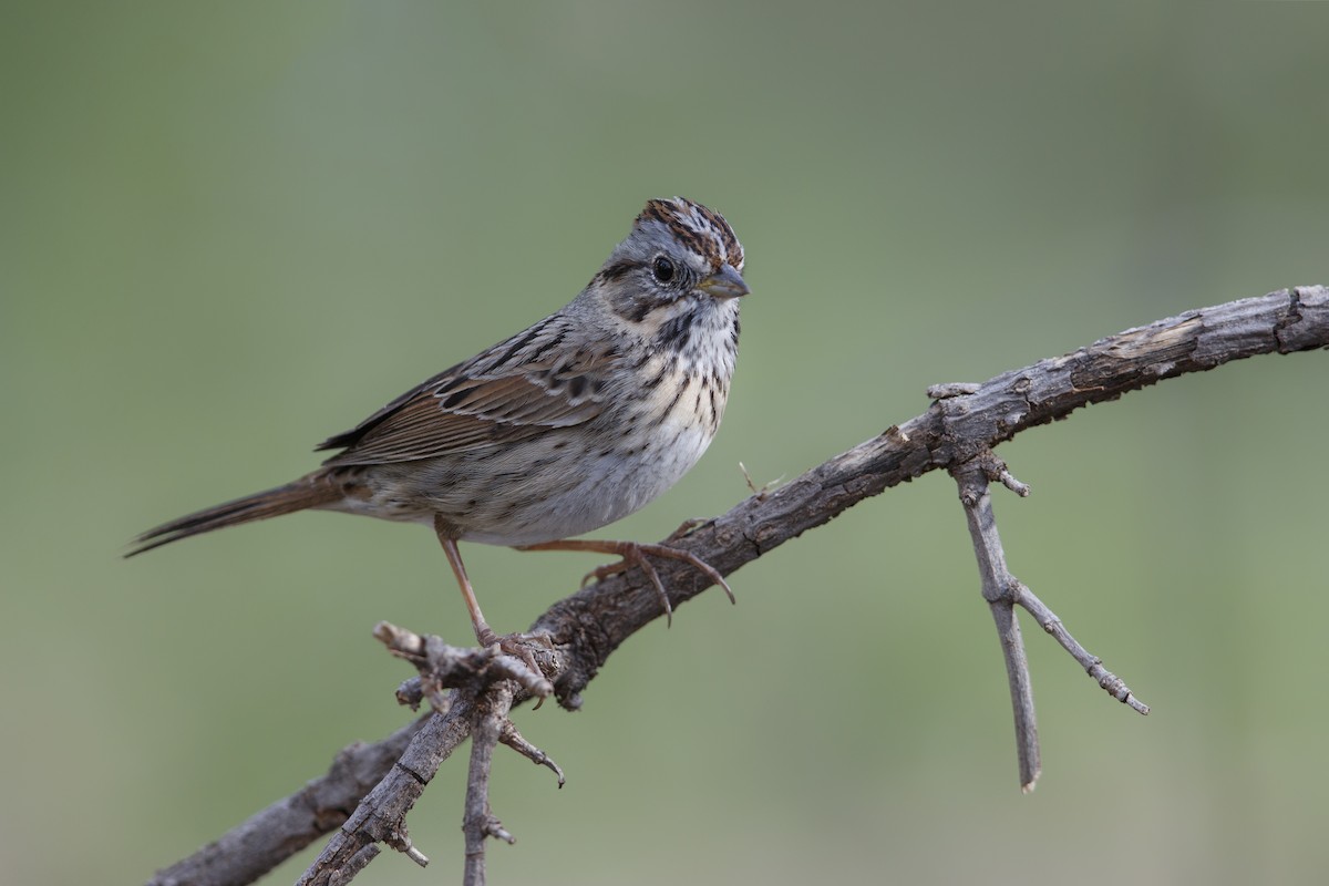 Lincoln's Sparrow - Michael Stubblefield