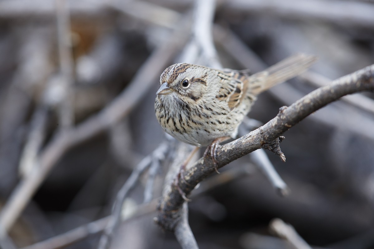 Lincoln's Sparrow - ML279110711