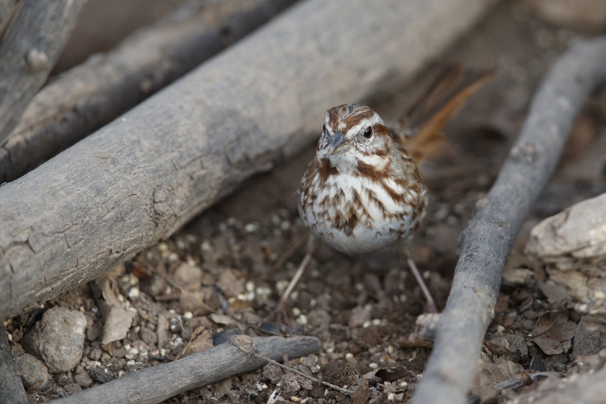 Song Sparrow (fallax Group) - ML279110721