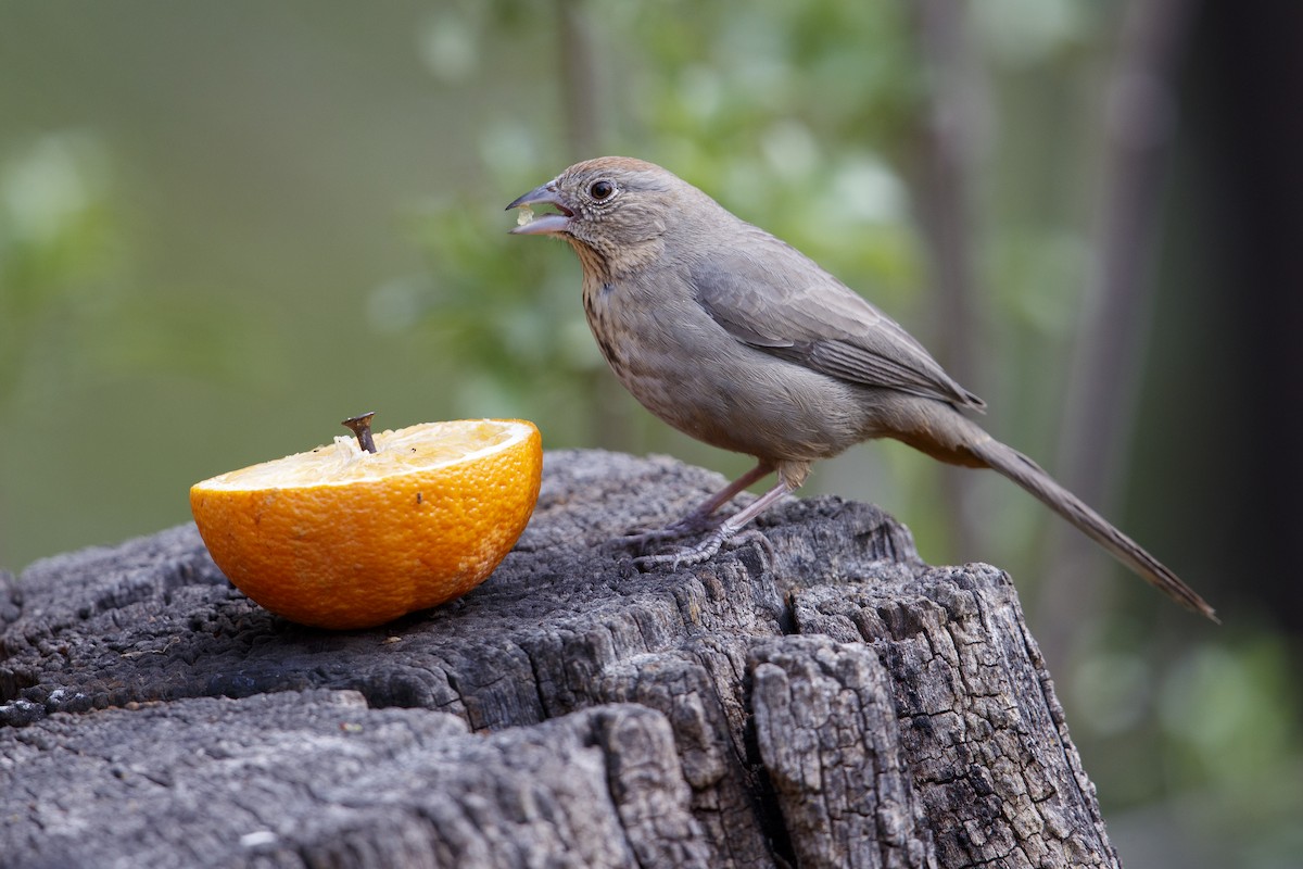 Canyon Towhee - ML279110781