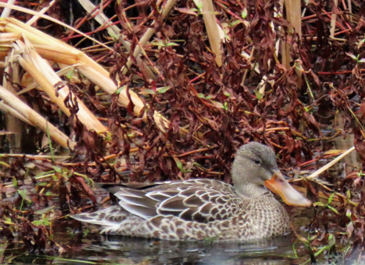 Northern Shoveler - ML279111861