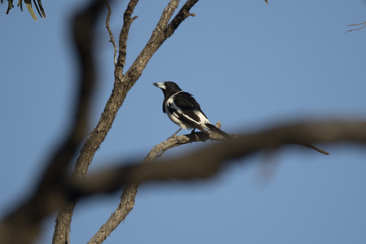 Pied Butcherbird - ML279112711