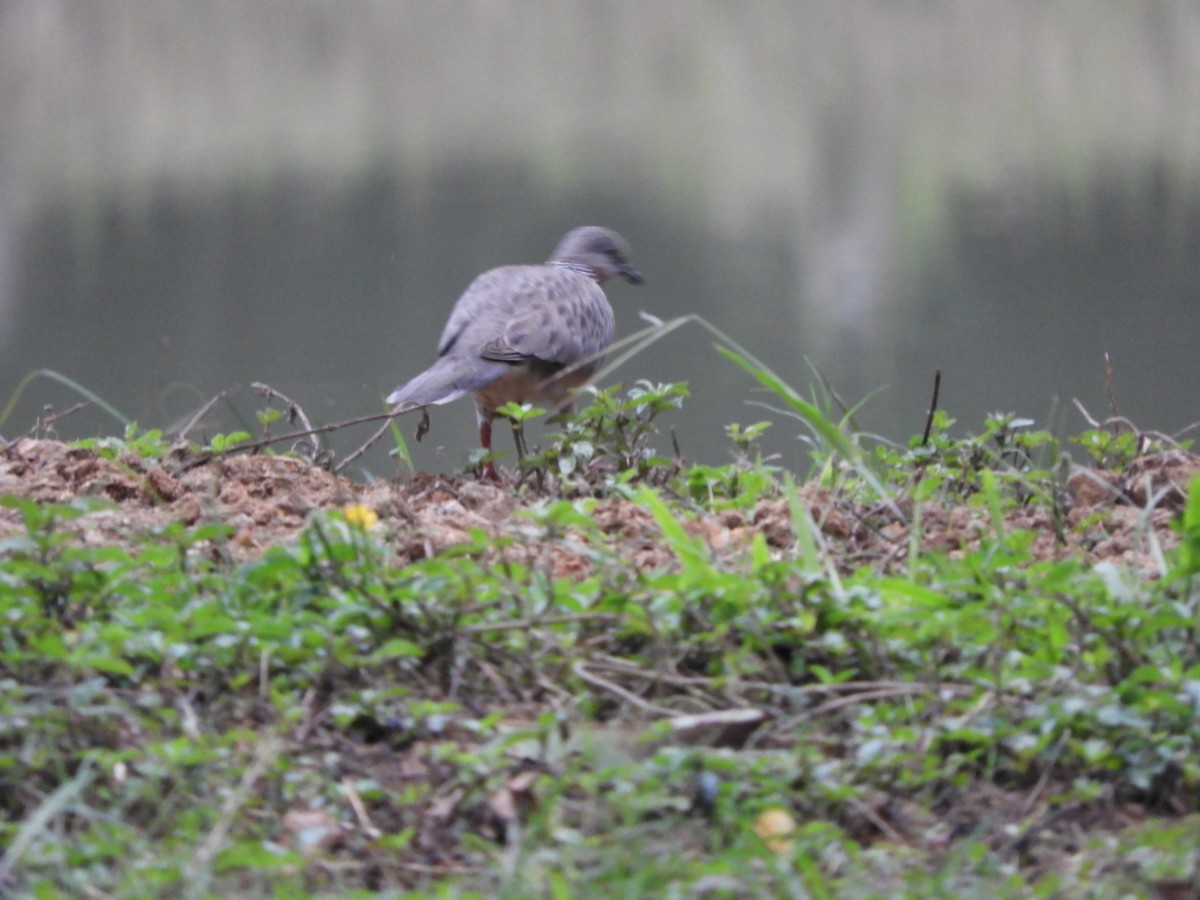 Spotted Dove - ML279114211