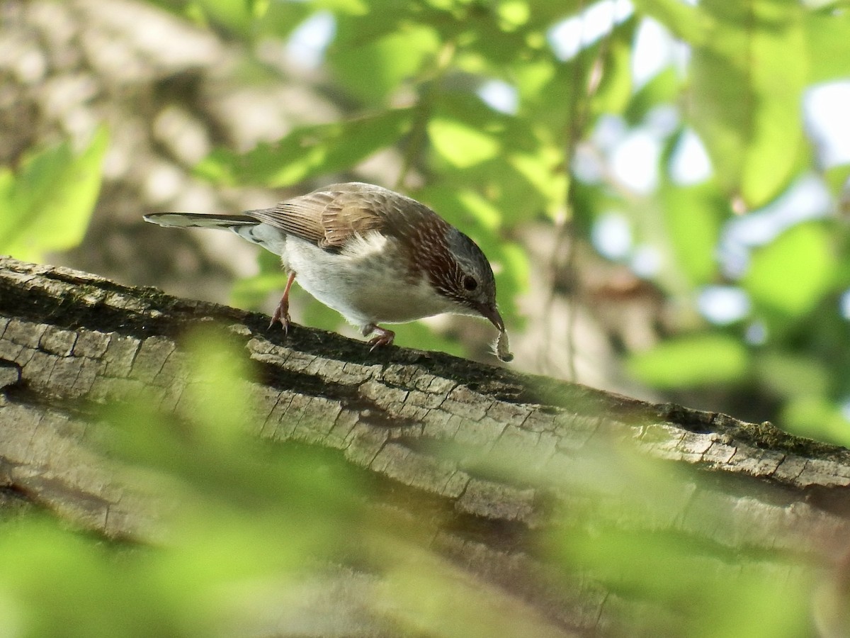 Yuhina à bandeau - ML279114891