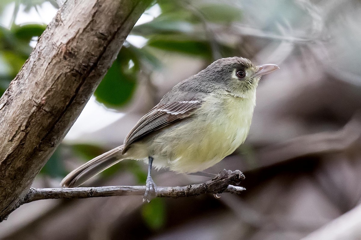 Cuban Vireo - ML27911491