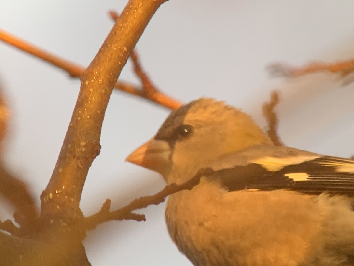 Evening Grosbeak - ML279115551