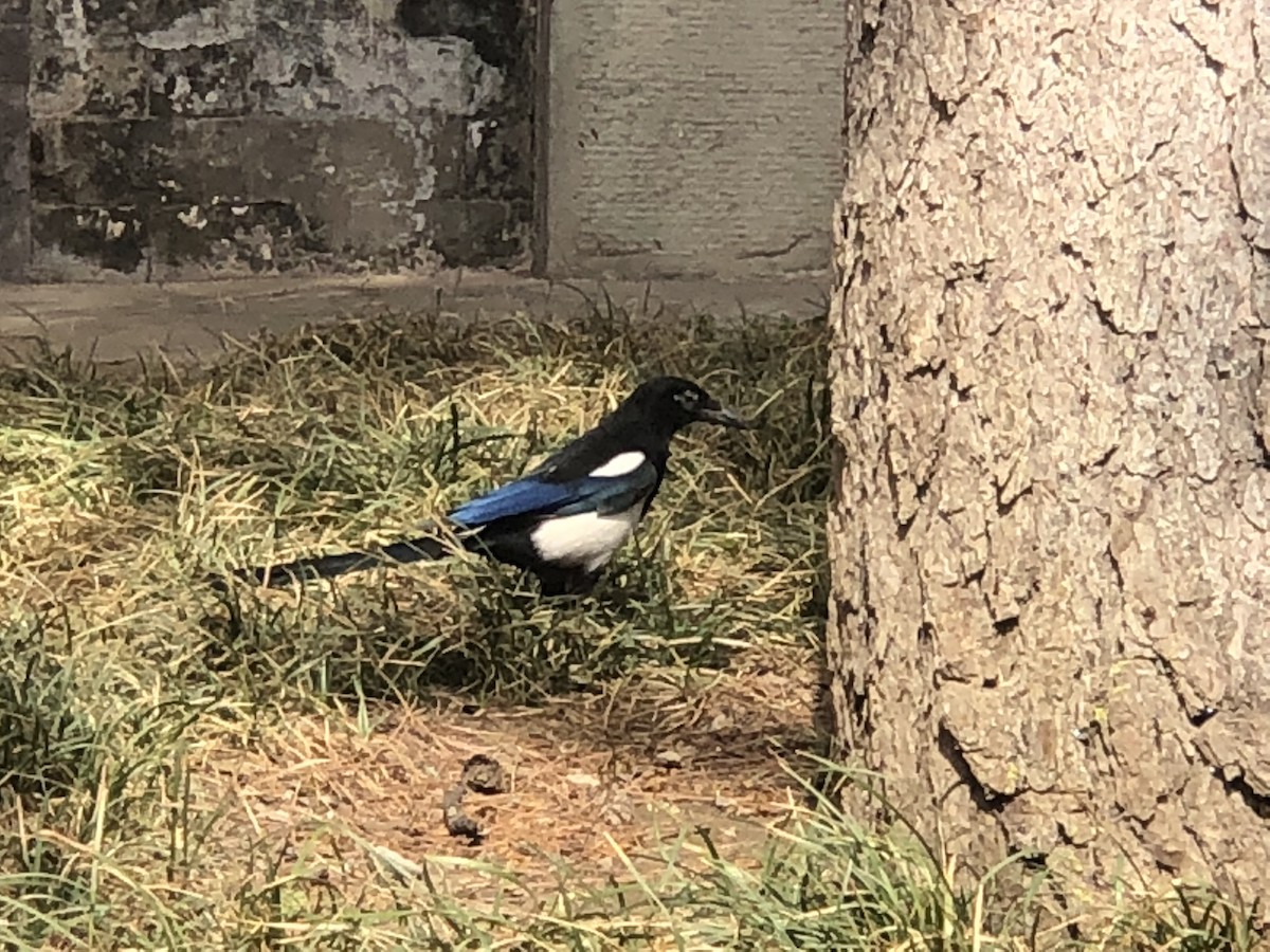 Oriental Magpie - ML279115631