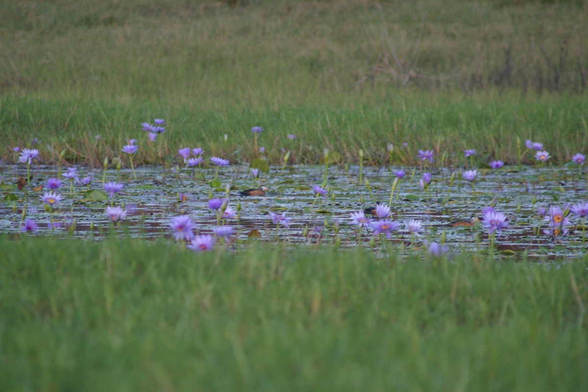 African Pygmy-Goose - James Bradley