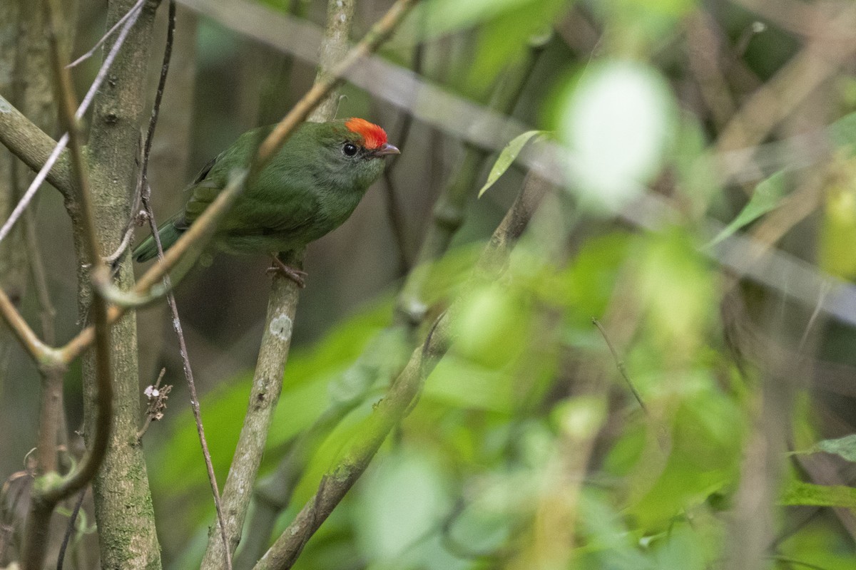 Swallow-tailed Manakin - ML279118021