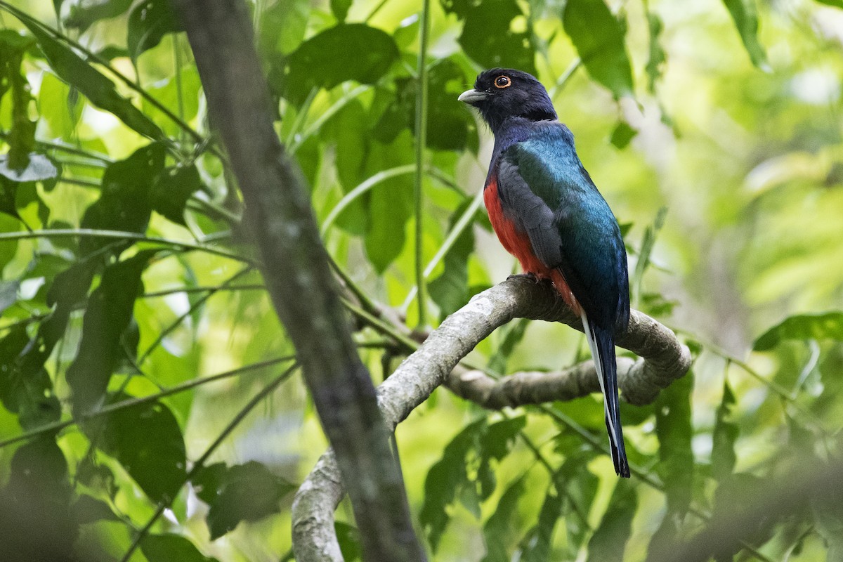 trogon surucua - ML279118181