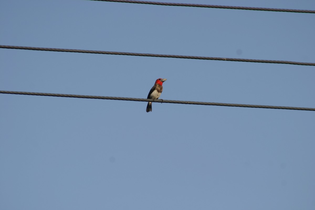 Brown-breasted Barbet - James Bradley