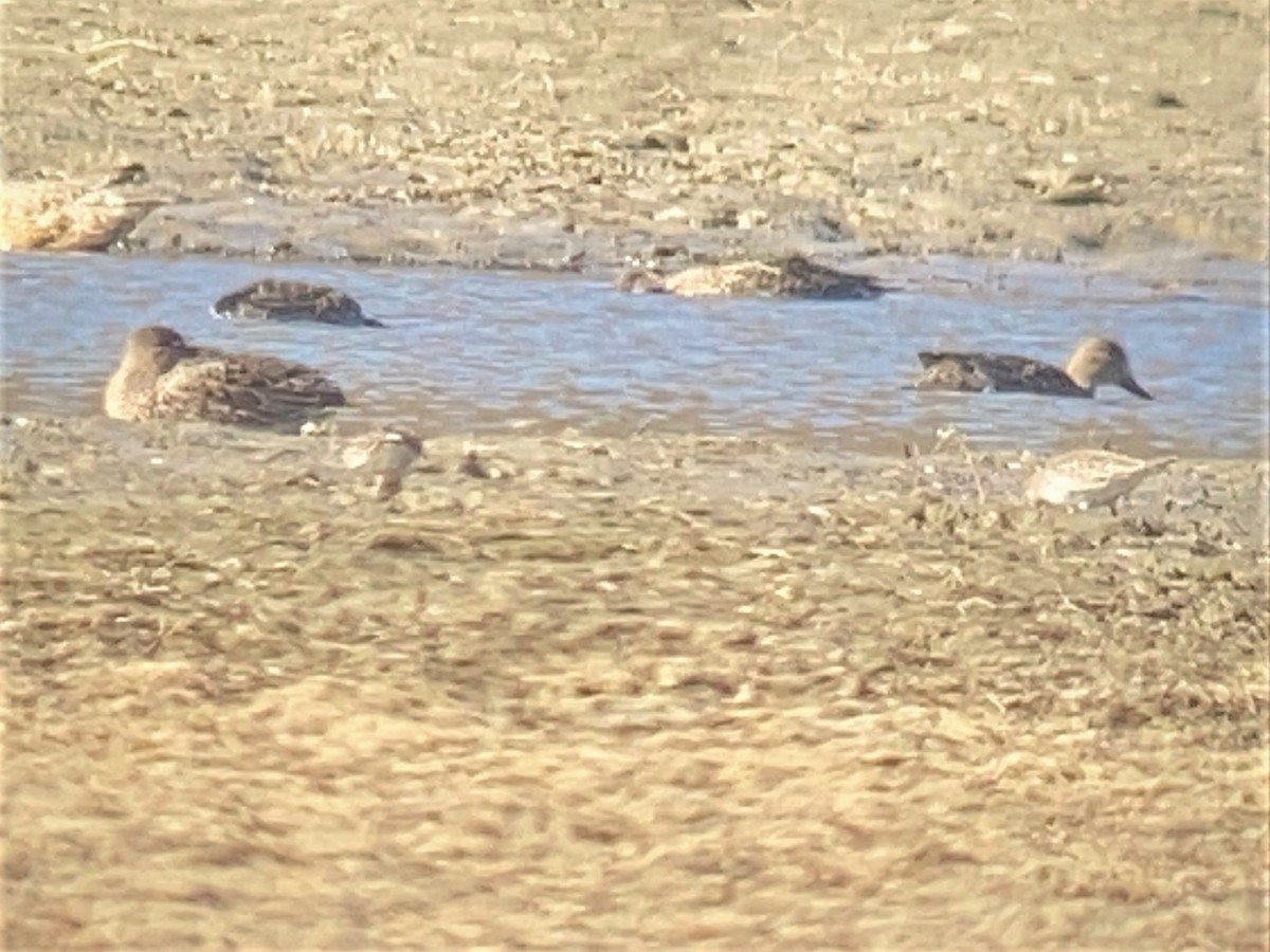 White-rumped Sandpiper - ML279119631