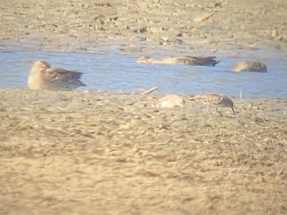 White-rumped Sandpiper - ML279119821