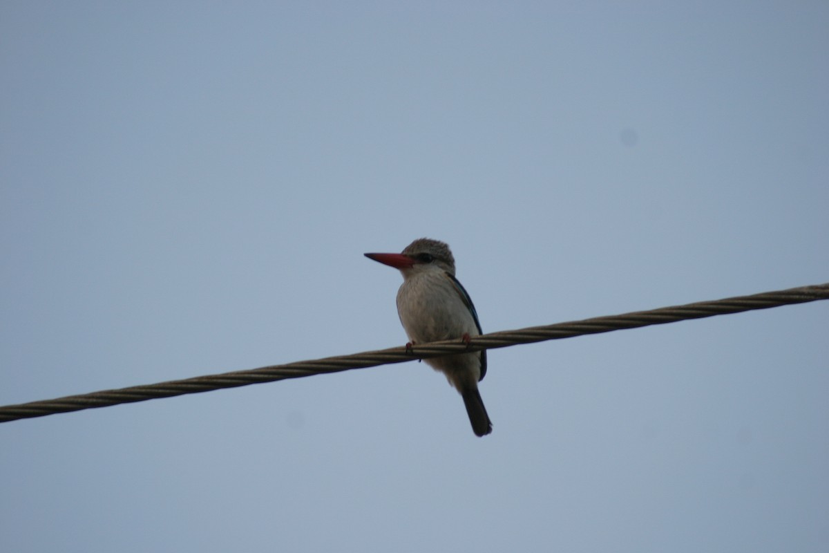 Brown-hooded Kingfisher - ML27912061