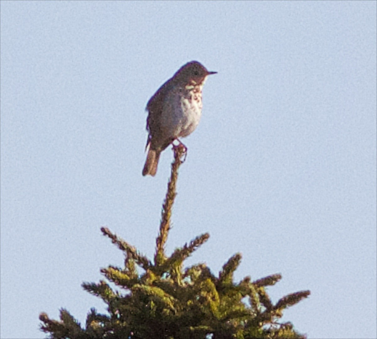 Hermit Thrush - ML27912071