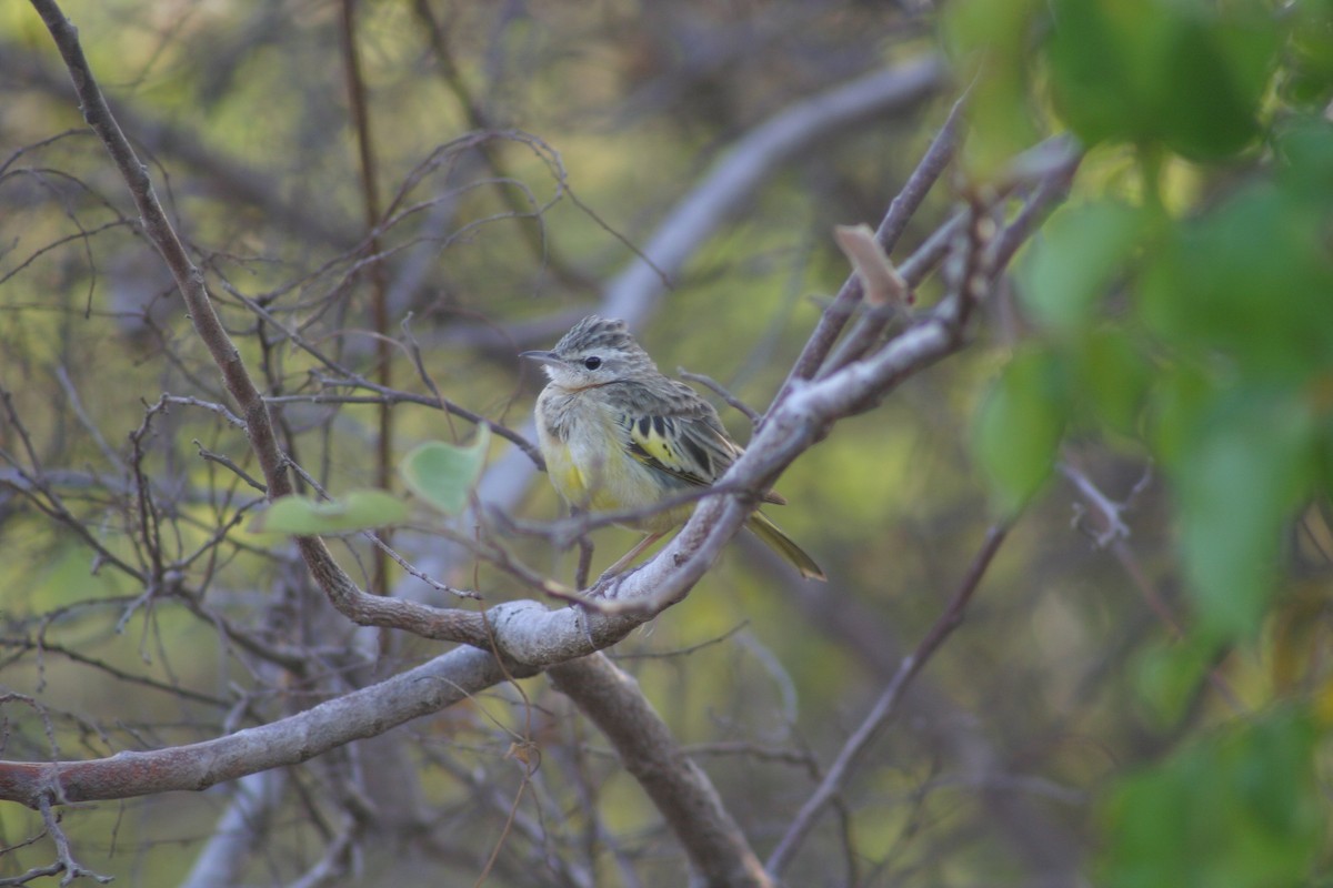 Golden Pipit - ML27912151