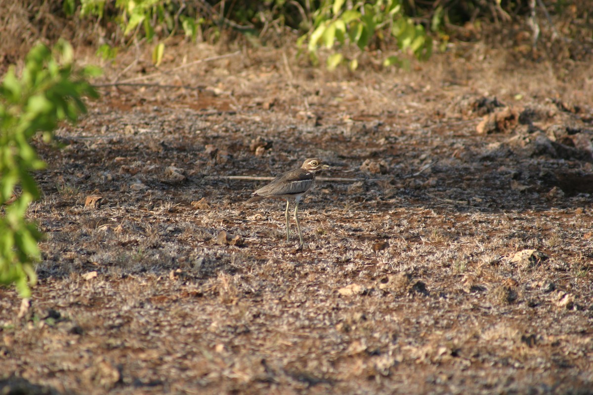 Alcaraván Acuático - ML27912231