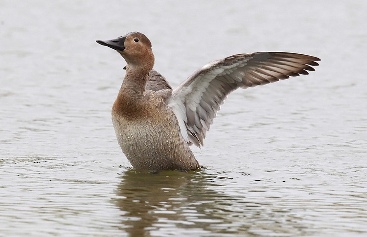 Canvasback - ML279122481