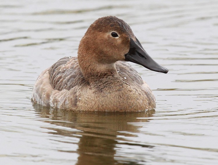 Canvasback - ML279122491