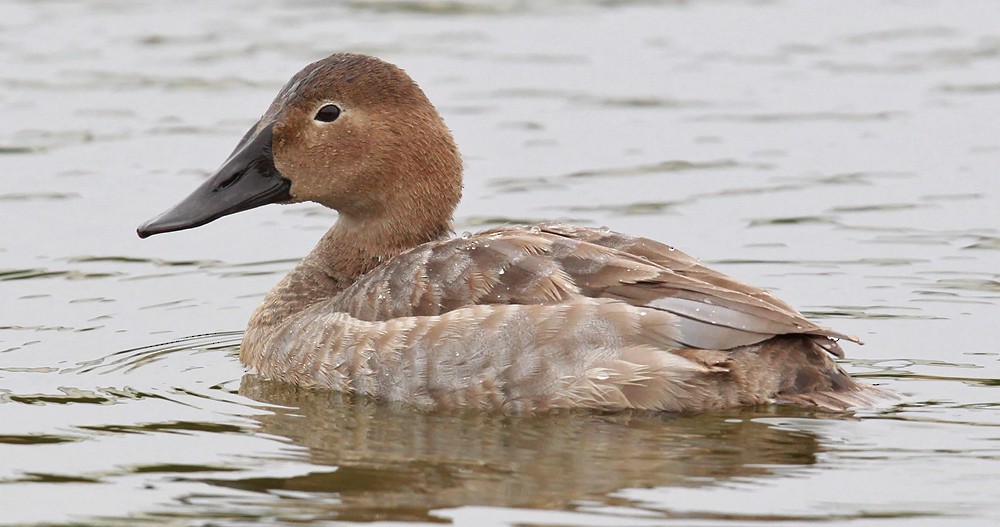 Canvasback - ML279122501