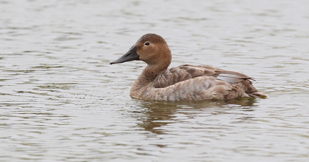 Canvasback - ML279122521